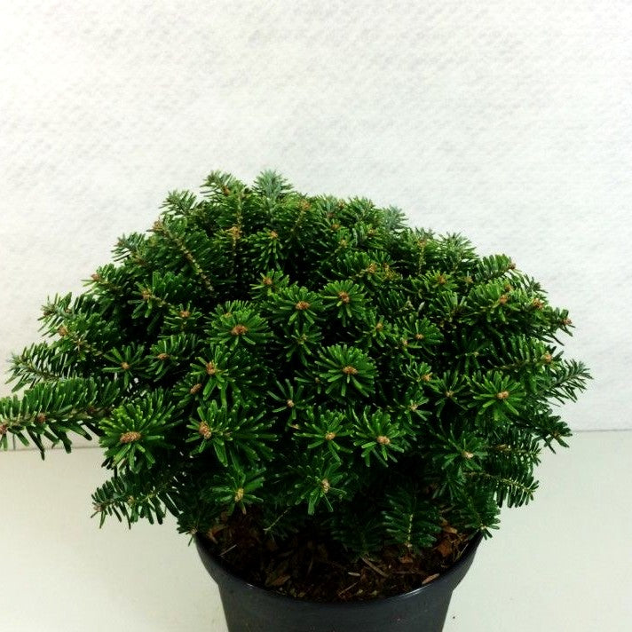 Korea-Tanne 'Tundra' (Abies koreana)