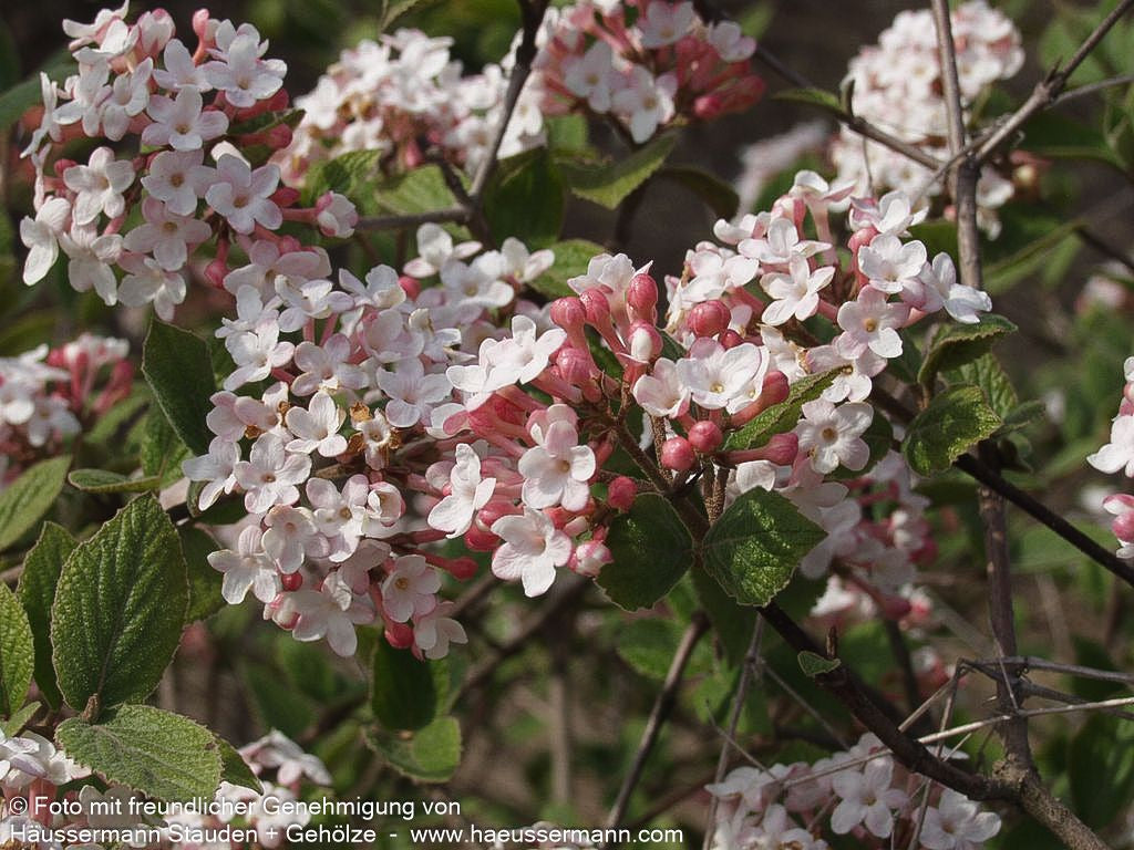 Koreanischer Duft-Schneeball 'Aurora' (Viburnum carlesii)