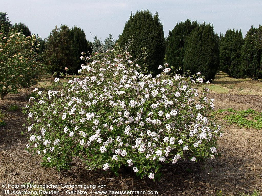 Koreanischer Duft-Schneeball 'Aurora' (Viburnum carlesii)