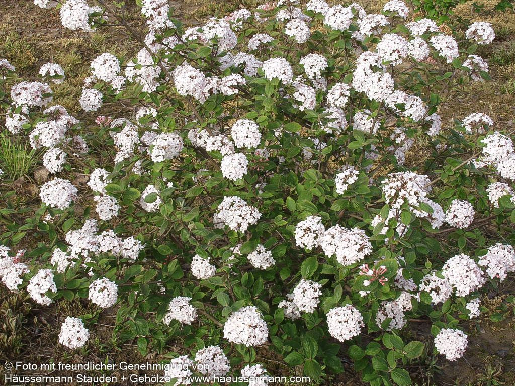 Koreanischer Duft-Schneeball (Viburnum carlesii)