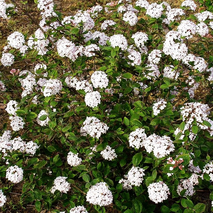 Koreanischer Duft-Schneeball (Viburnum carlesii)