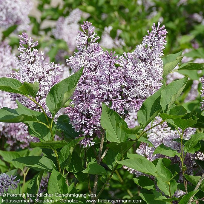 Koreanischer Flieder 'Miss Kim' (Syringa patula)