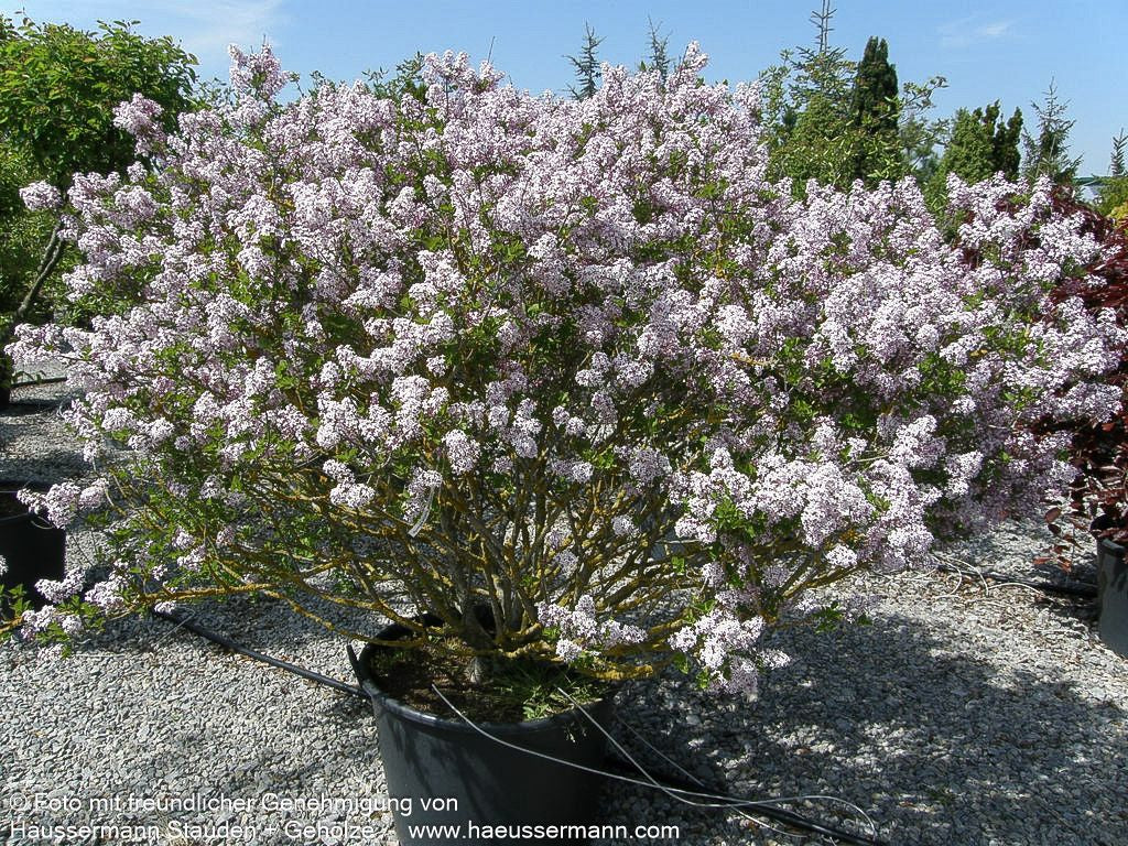 Koreanischer Flieder 'Miss Kim' (Syringa patula)