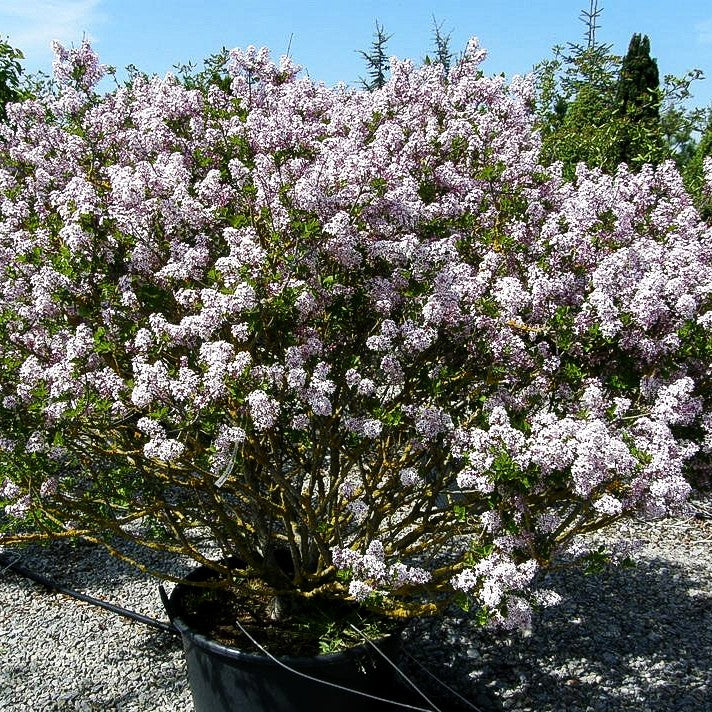 Koreanischer Flieder 'Miss Kim' (Syringa patula)