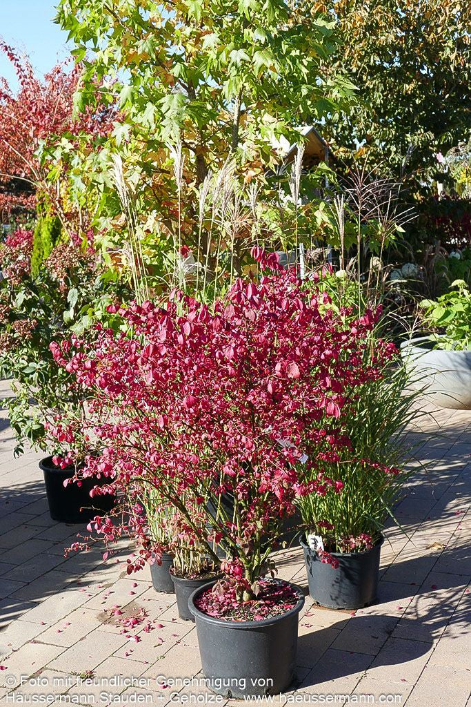 Kork-Flügelstrauch (Euonymus alatus)