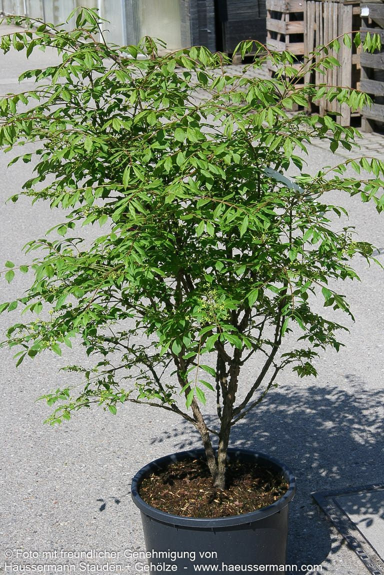 Kork-Flügelstrauch (Euonymus alatus)