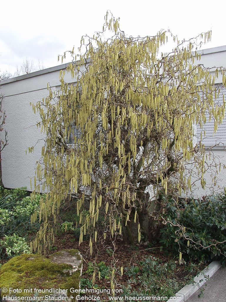 Korkenzieher-Hasel 'Contorta' (Corylus avellana)