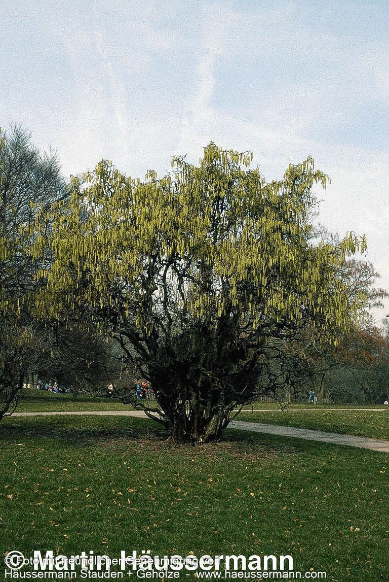 Korkenzieher-Hasel 'Contorta' (Corylus avellana)