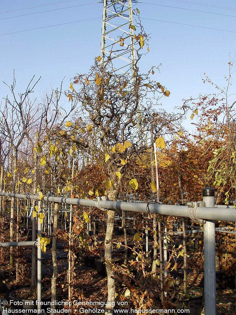 Korkenzieher-Hasel 'Contorta' (Corylus avellana)