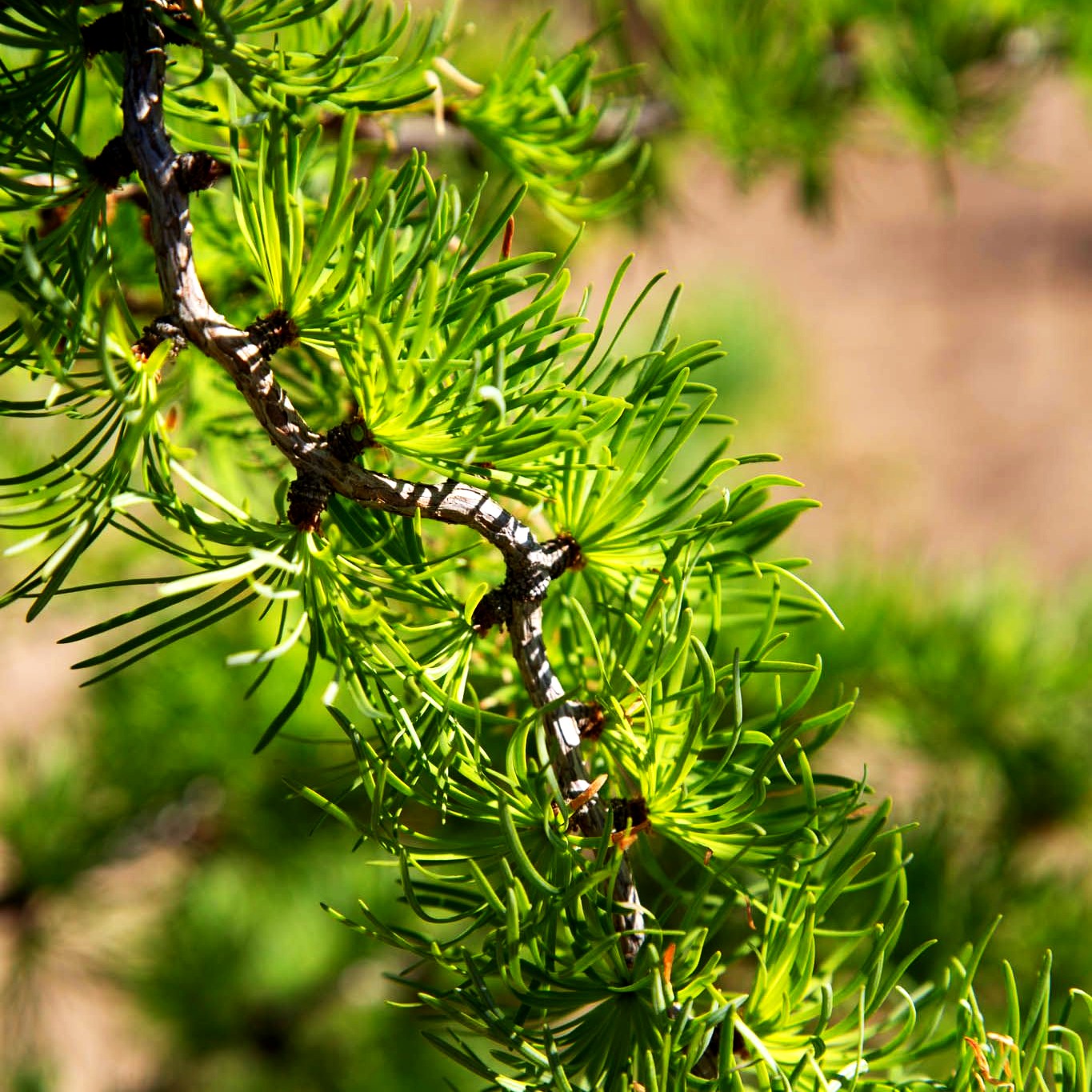 Korkenzieher-Lärche 'Diana' (Larix kaempferi)