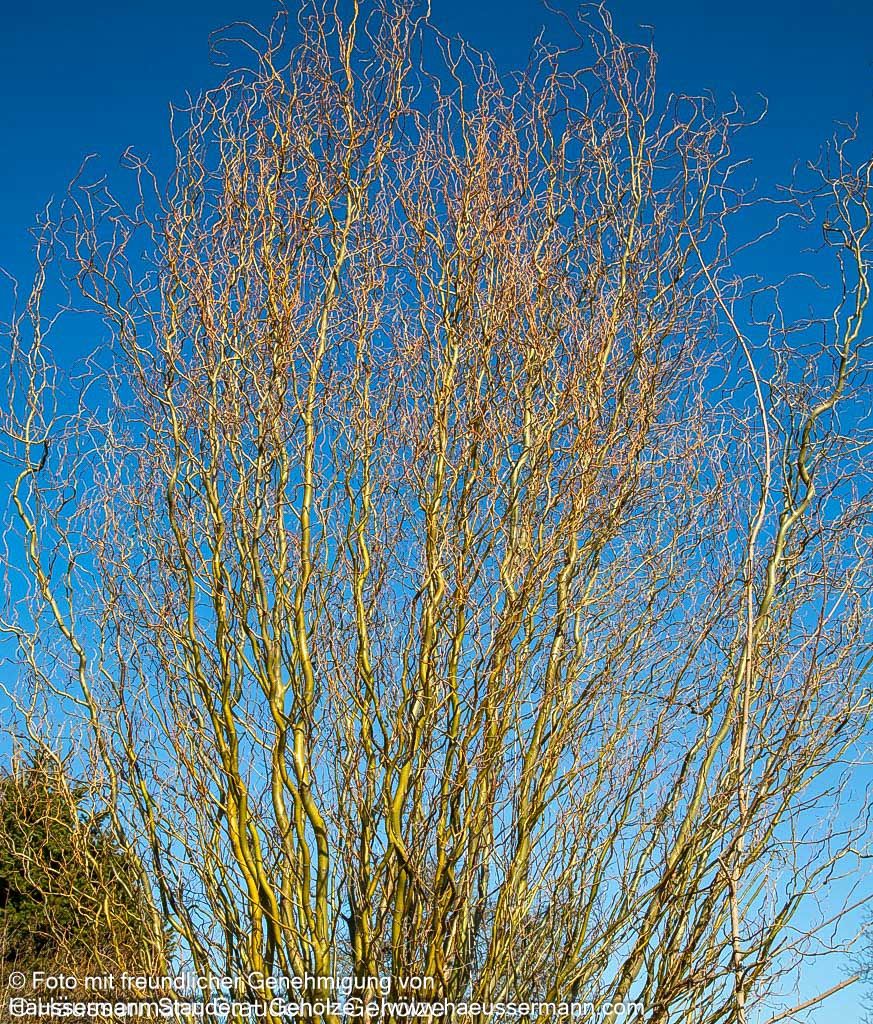Korkenzieher-Weide 'Tortuosa' (Salix matsudana)