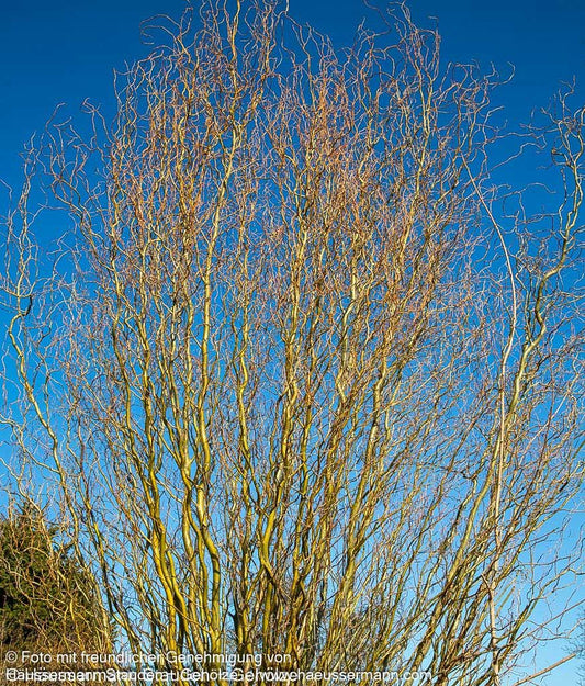 Korkenzieher-Weide 'Tortuosa' (Salix matsudana)