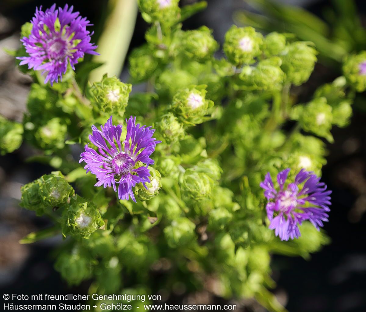 Kornblumenaster 'Mels Blue' (Stokesia laevis)