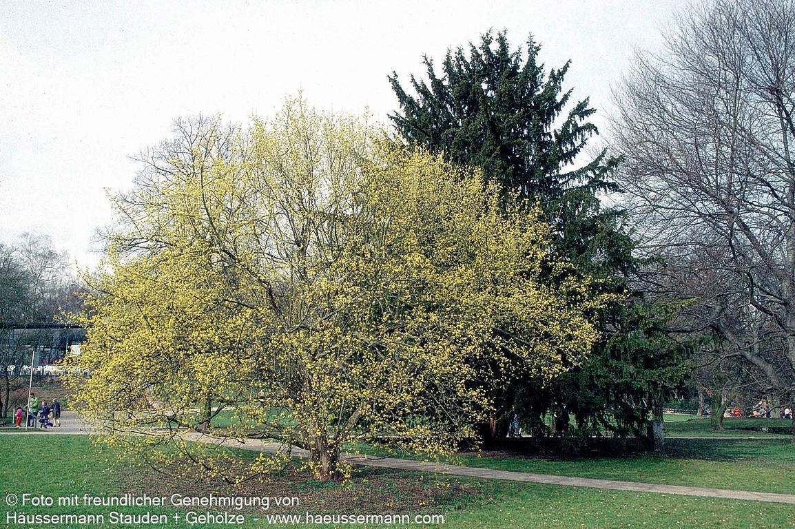 Kornelkirsche (Cornus mas)