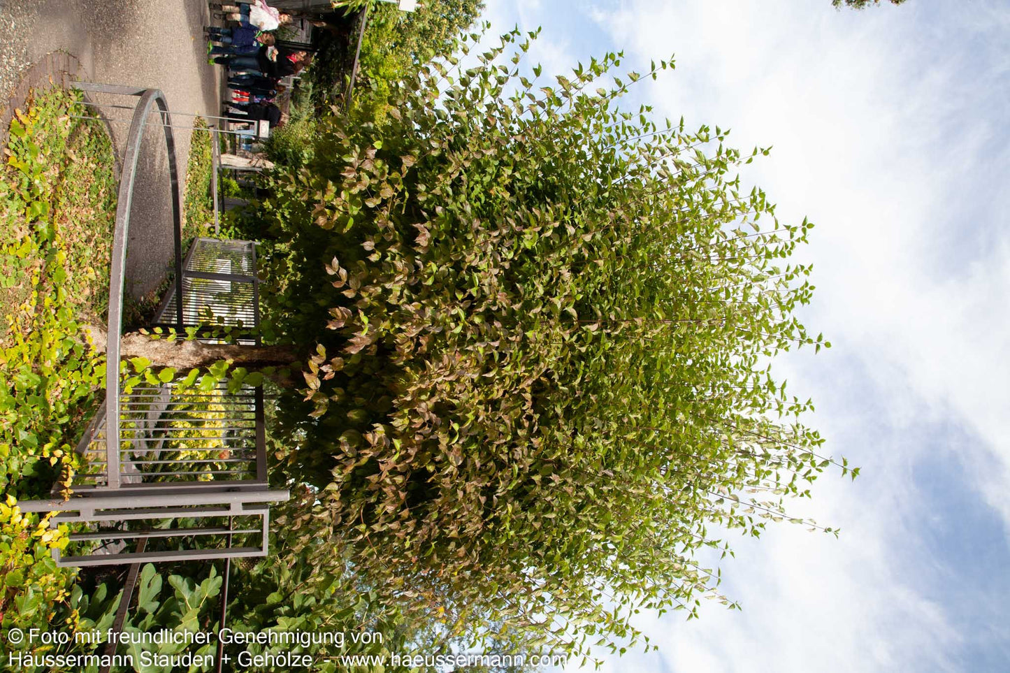 Kornelkirsche (Cornus mas)