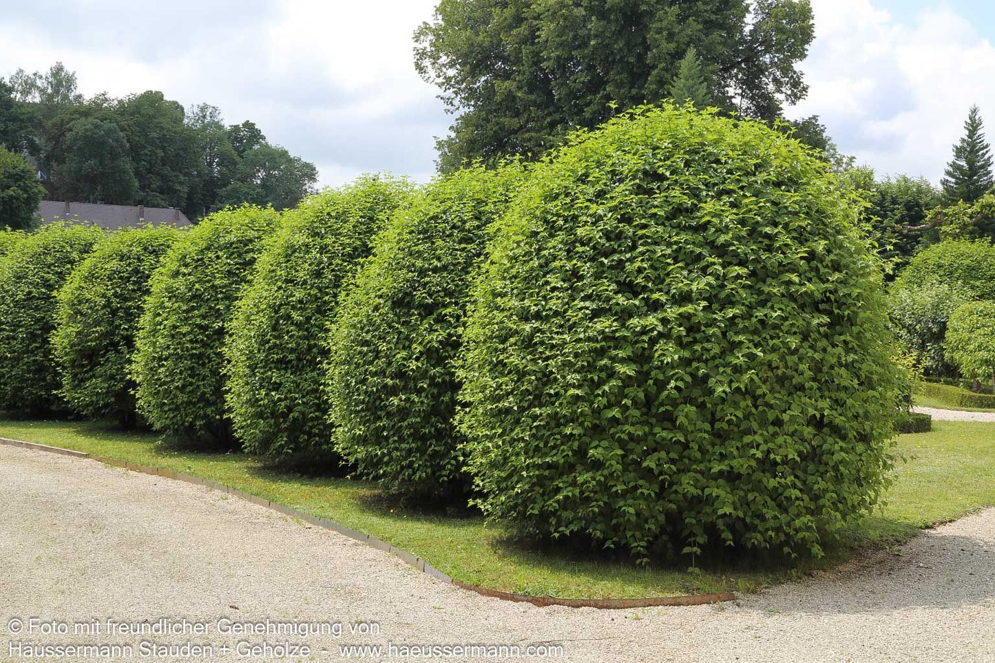 Kornelkirsche (Cornus mas)