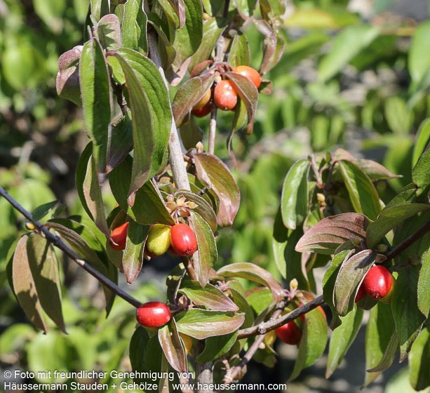 Kornelkirsche (Cornus mas)