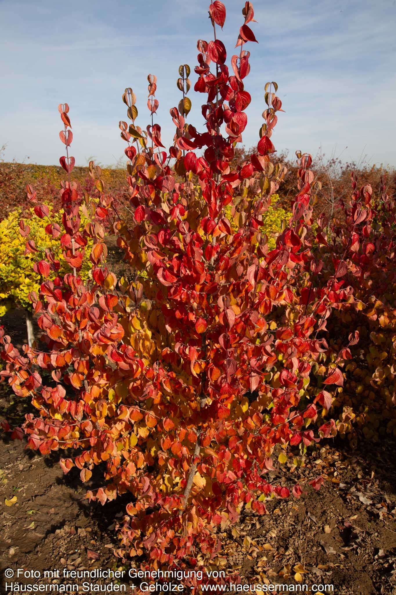 Kornelkirsche (Cornus mas)