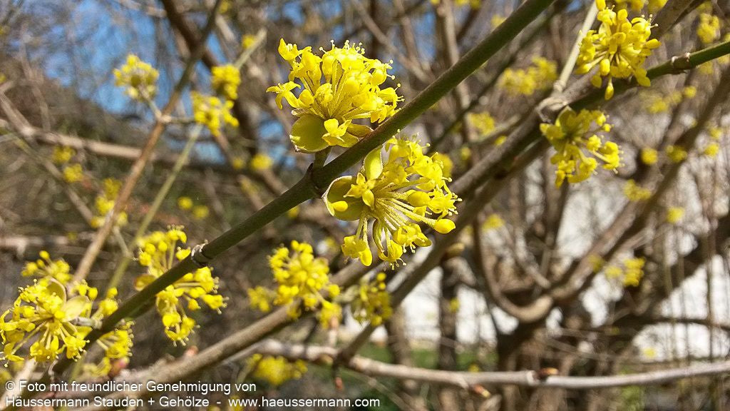 Kornelkirsche (Cornus mas)