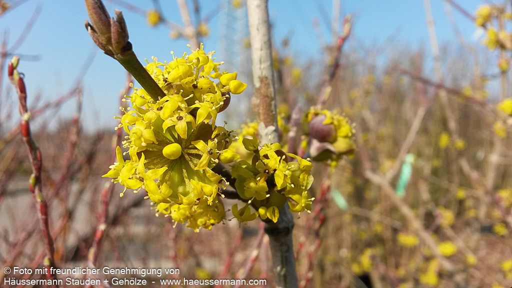 Kornelkirsche (Cornus mas)