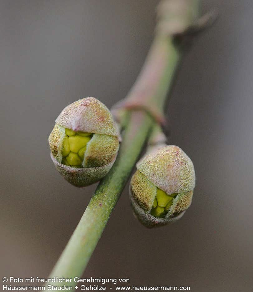 Kornelkirsche (Cornus mas)