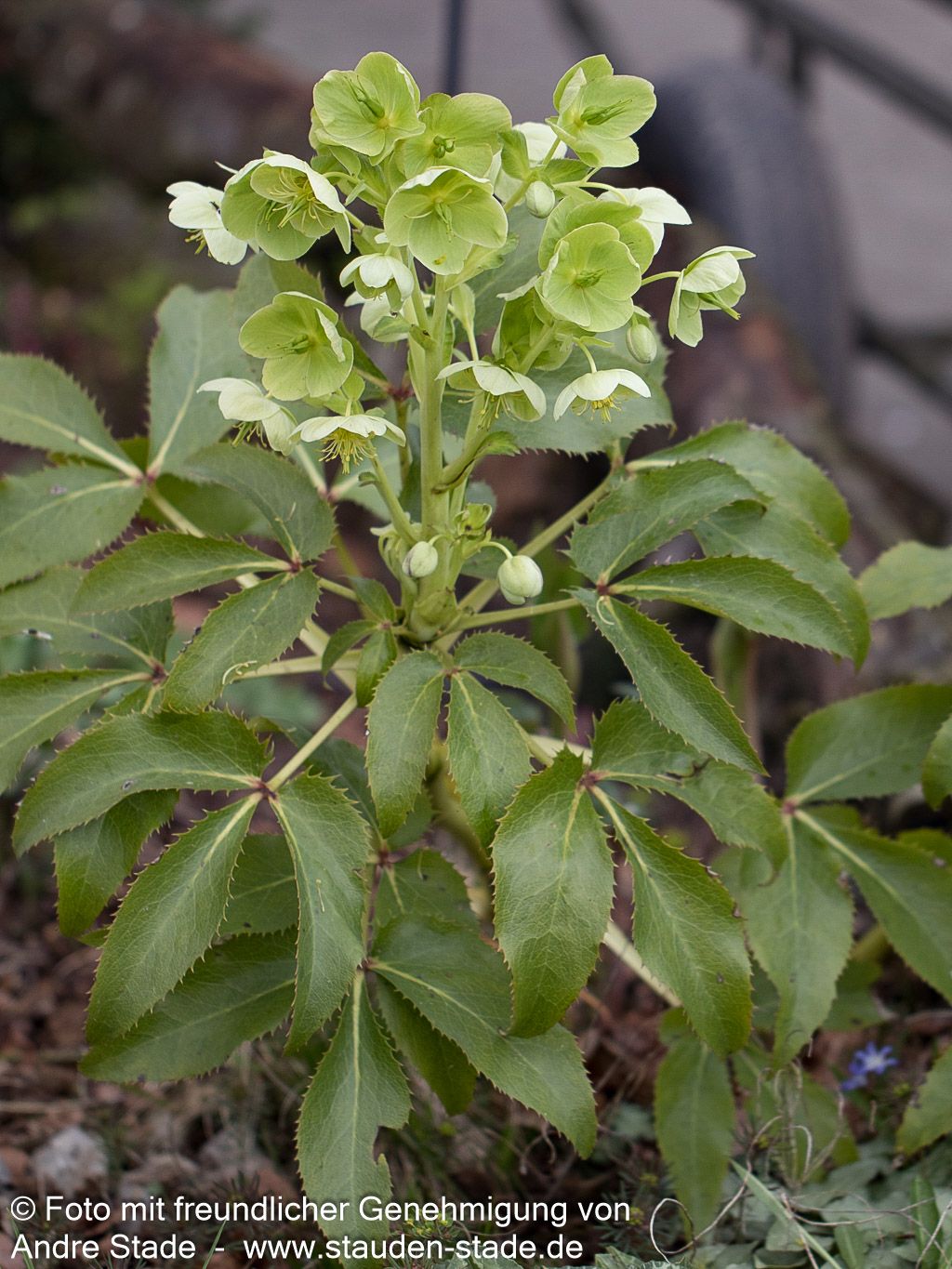 Korsische Nieswurz (Helleborus argutifolius)