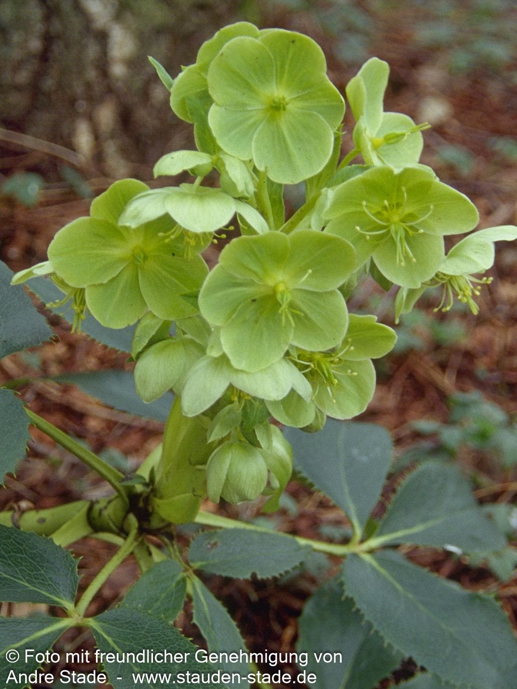 Korsische Nieswurz (Helleborus argutifolius)