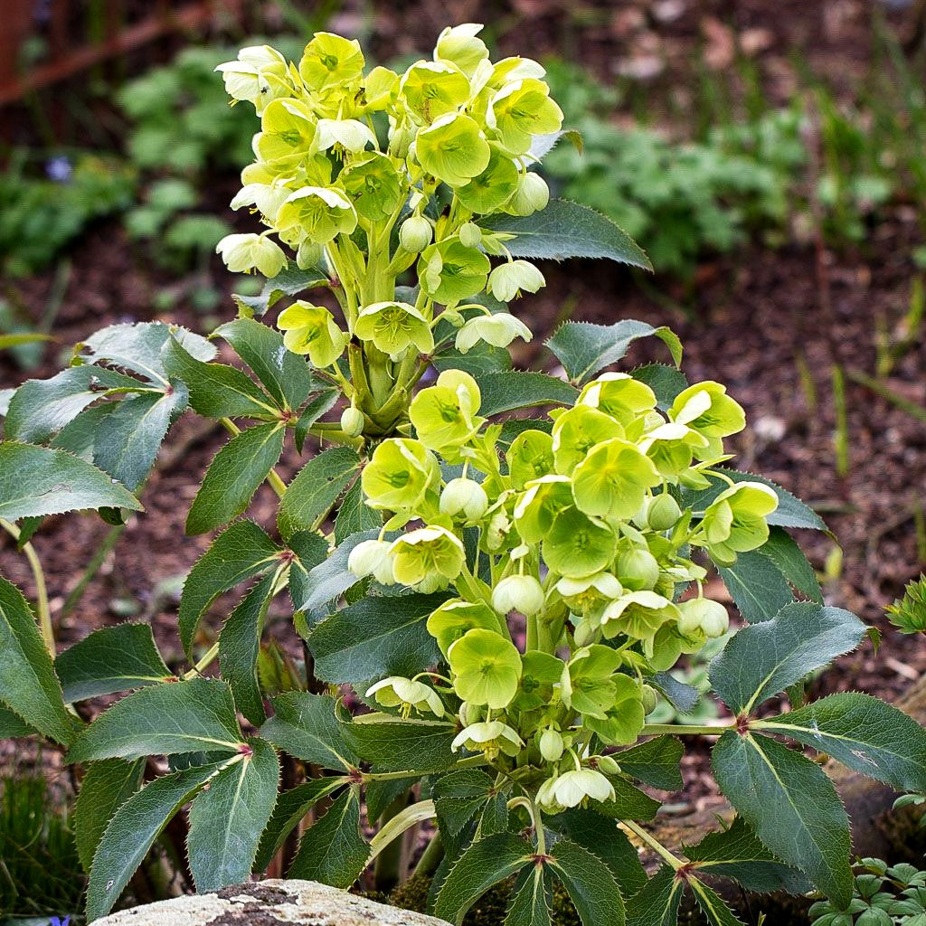 Korsische Nieswurz (Helleborus argutifolius)