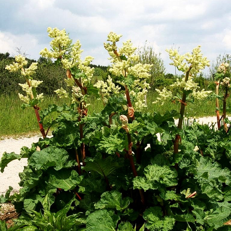 Krauser Rhabarber (Rheum rhabarbarum)