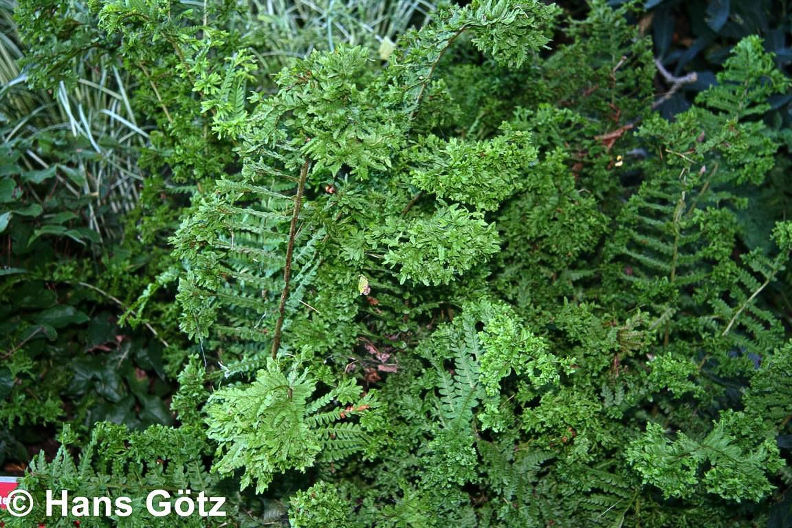 Krauser Wurmfarn 'Crispa Cristata' (Dryopteris filix-mas)