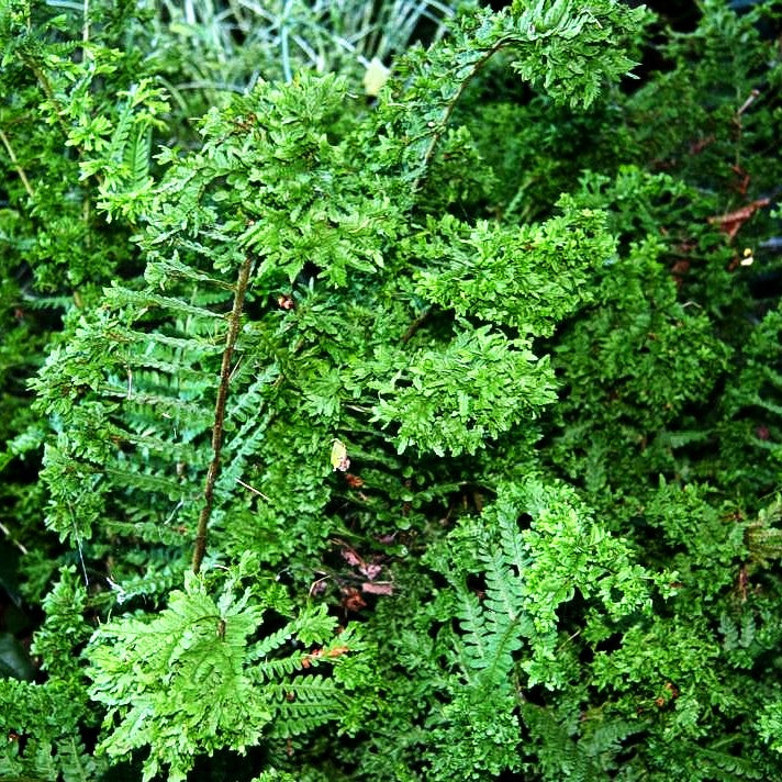 Krauser Wurmfarn 'Crispa Cristata' (Dryopteris filix-mas)