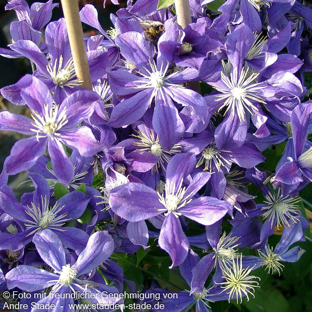 Krautige Waldrebe 'Arabella' (Clematis integrifolia)