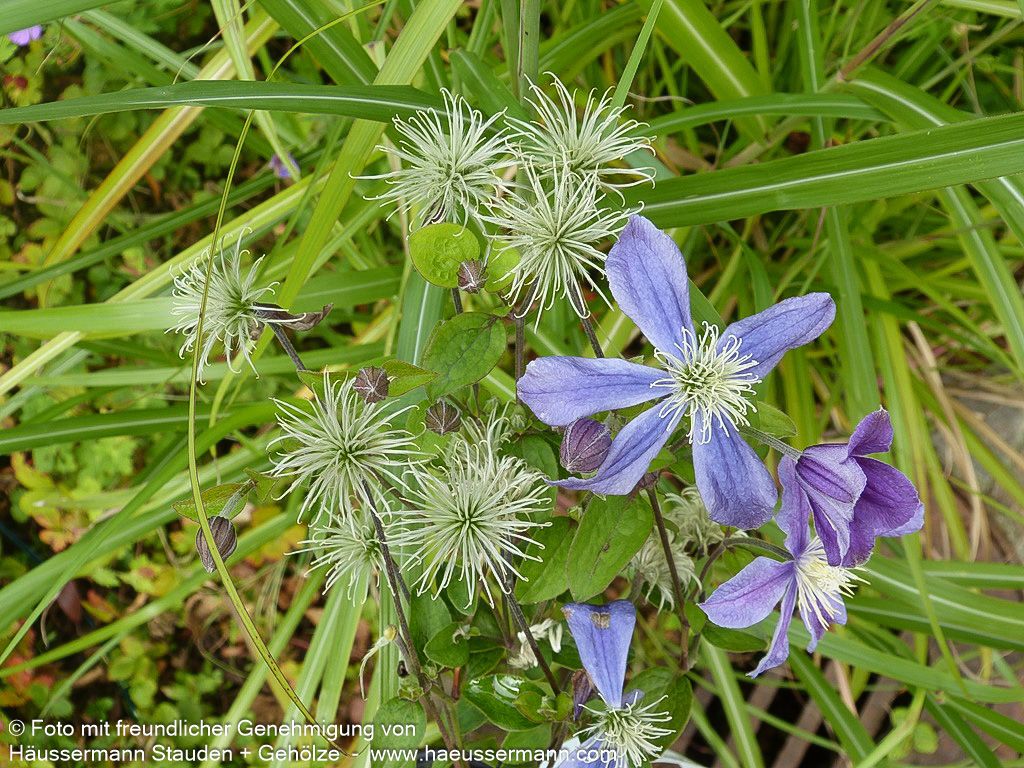 Krautige Waldrebe 'Arabella' (Clematis integrifolia)