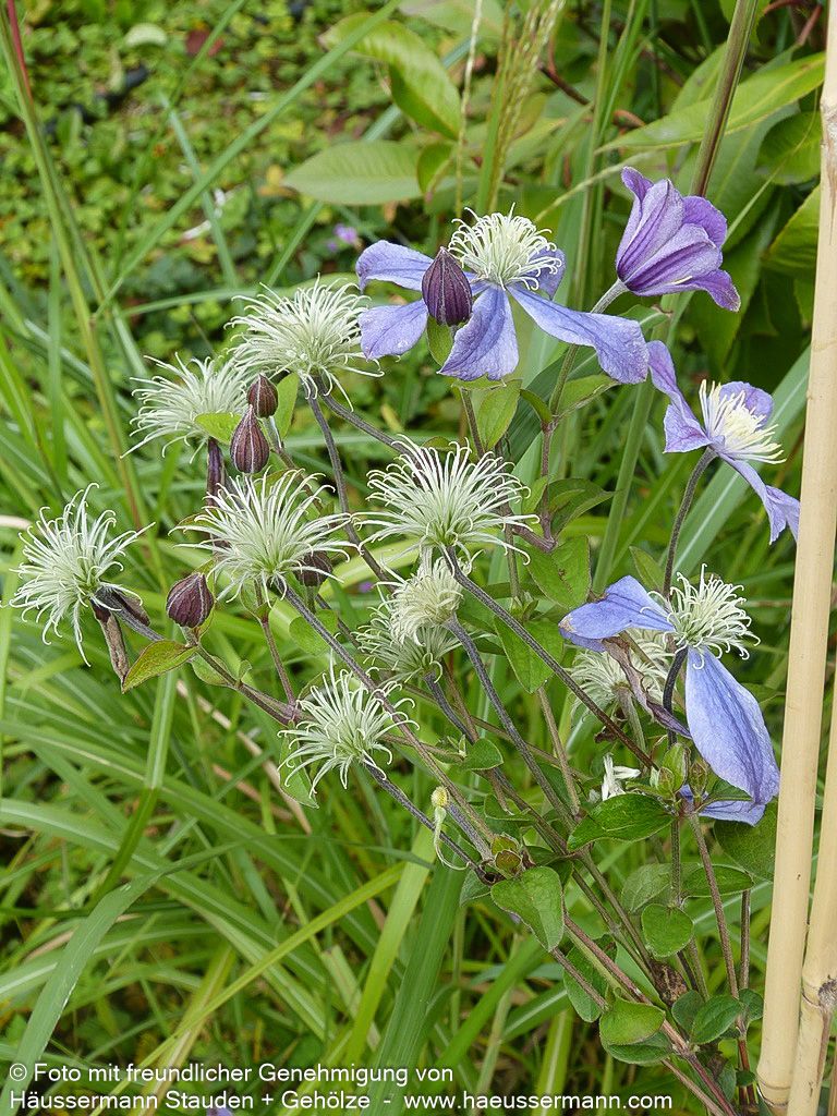 Krautige Waldrebe 'Arabella' (Clematis integrifolia)
