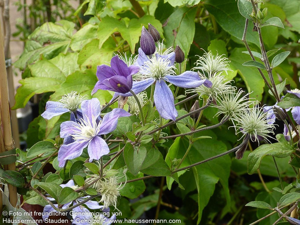 Krautige Waldrebe 'Arabella' (Clematis integrifolia)