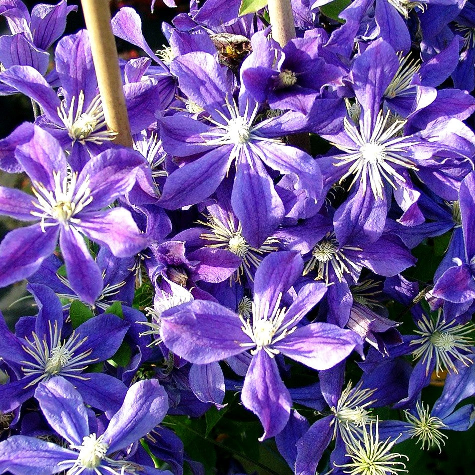 Krautige Waldrebe 'Arabella' (Clematis integrifolia)