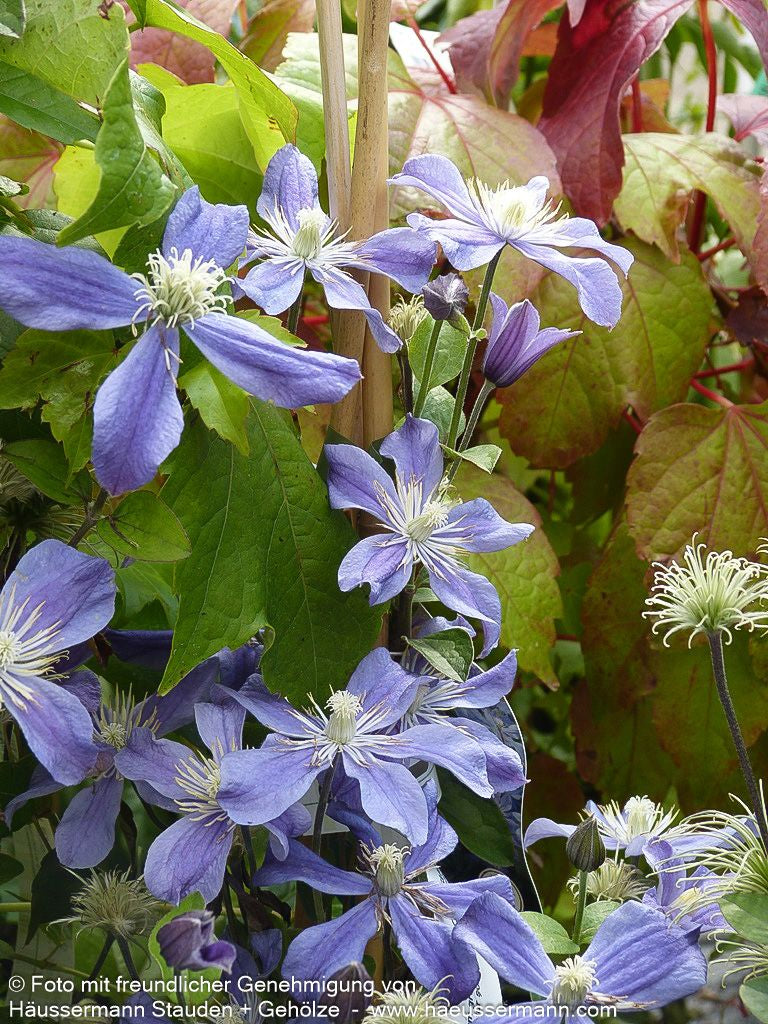 Krautige Waldrebe 'Arabella' (Clematis integrifolia)