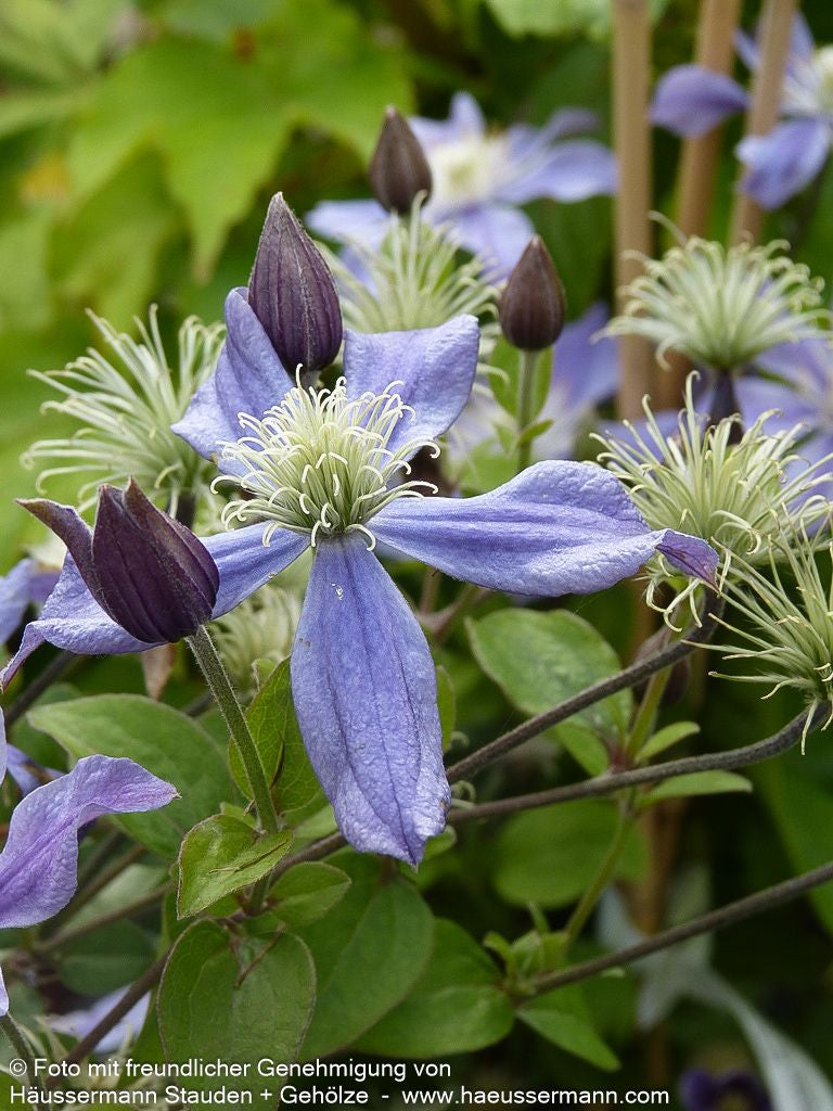 Krautige Waldrebe 'Arabella' (Clematis integrifolia)