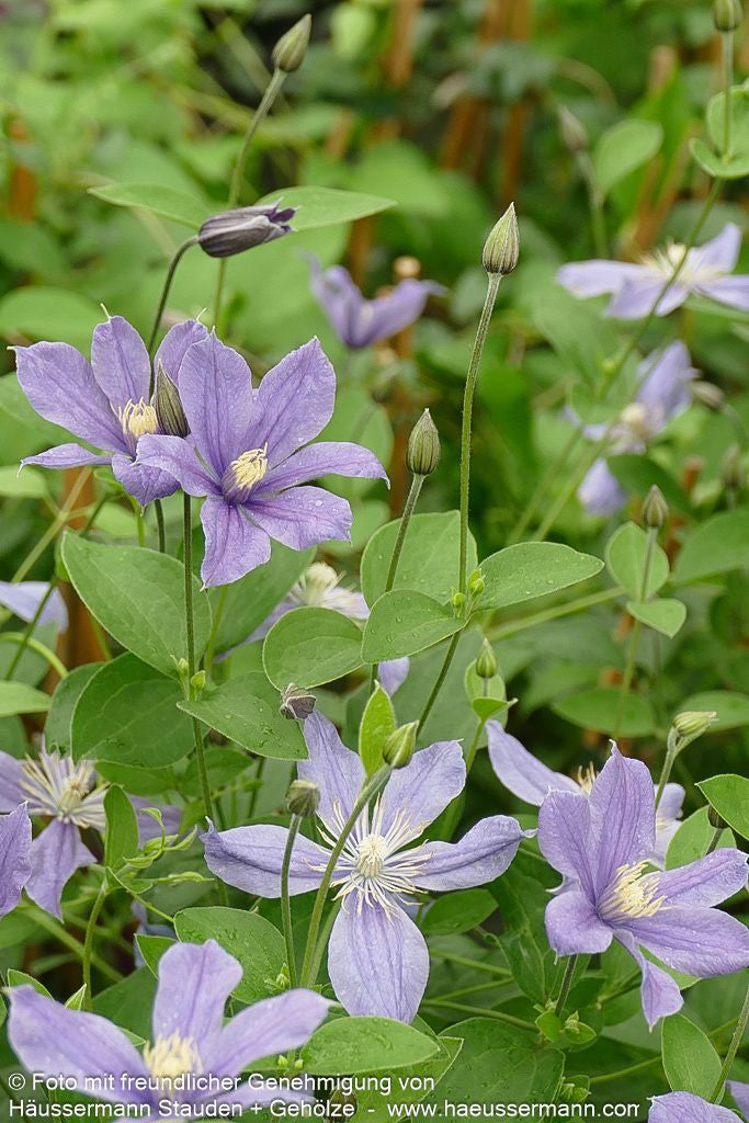 Krautige Waldrebe 'Arabella' (Clematis integrifolia)