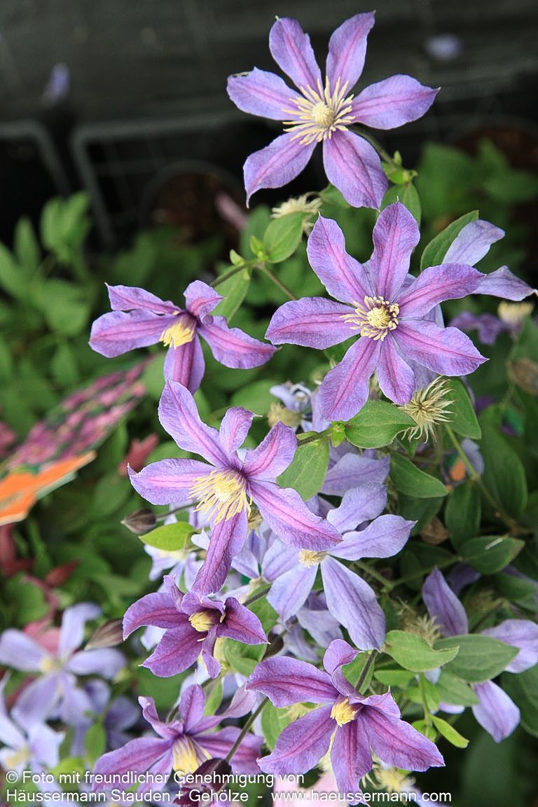 Krautige Waldrebe 'Arabella' (Clematis integrifolia)