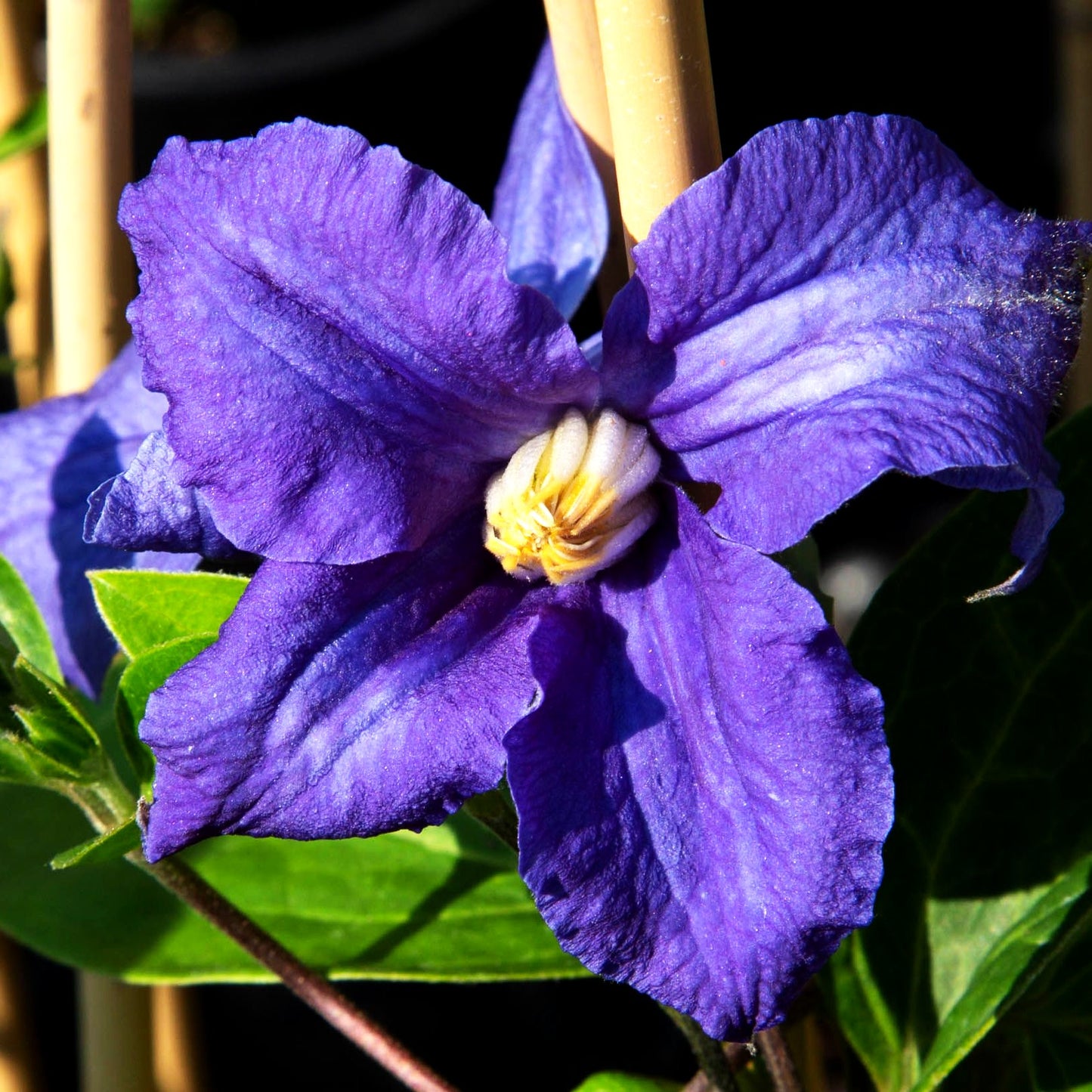 Krautige Waldrebe (Clematis x durandii)