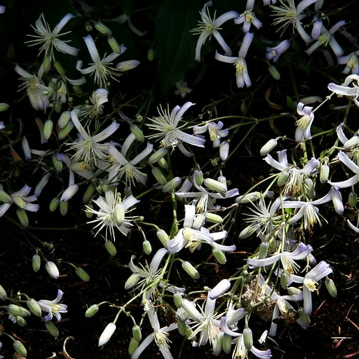 Krautige Waldrebe 'Praecox' (Clematis x jouiniana)