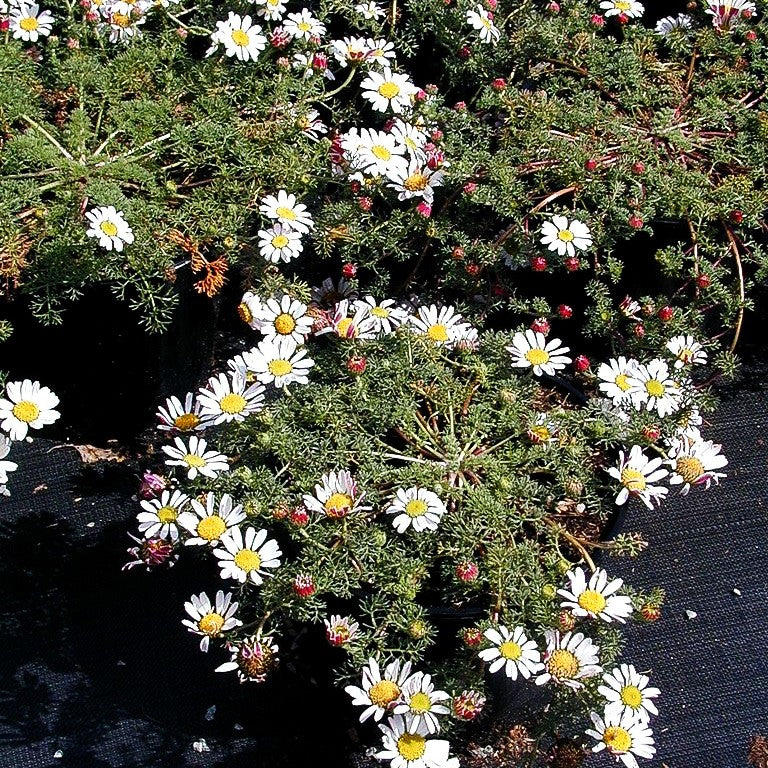 Kreisblume (Anacyclus pyrethrum var.depressus)