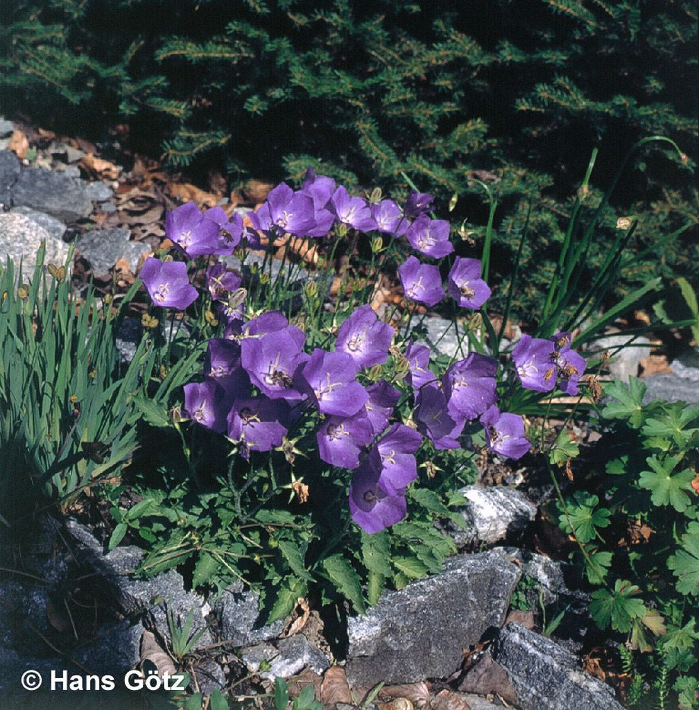 Kreisel-Glockenblume 'Karl Foerster' (Campanula carp.v.turbin.)