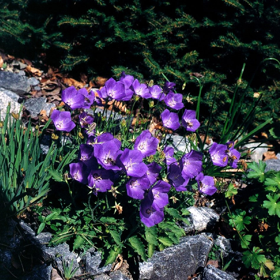 Kreisel-Glockenblume 'Karl Foerster' (Campanula carp.v.turbin.)