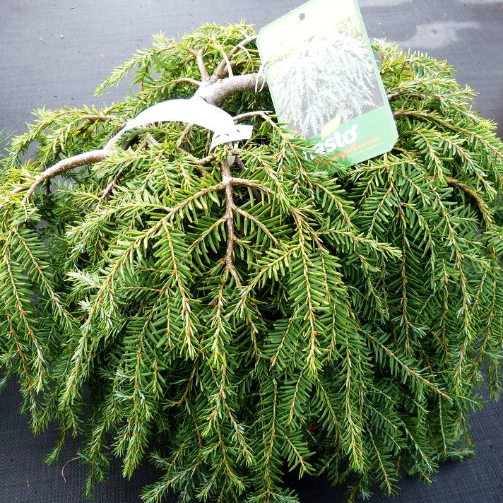 Kriech-Hemlocktanne 'Cole's Prostrate' (Tsuga canadensis)