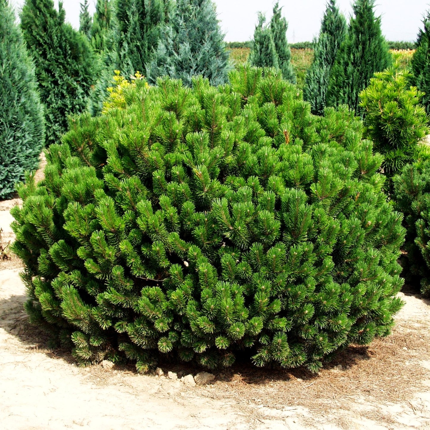 Kriech-Kiefer, Latsche (Pinus mugo pumilio)