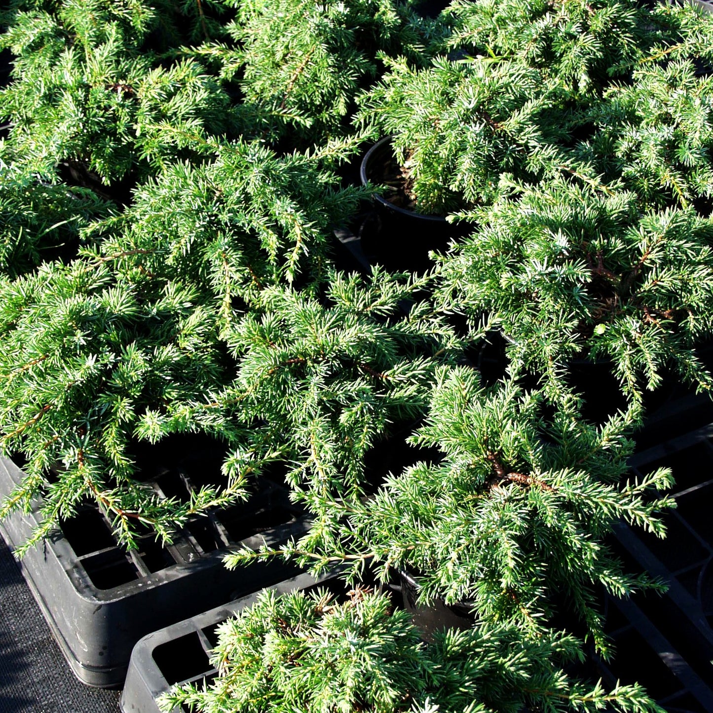 Kriech-Wacholder 'Corielagan' (Juniperus com.)