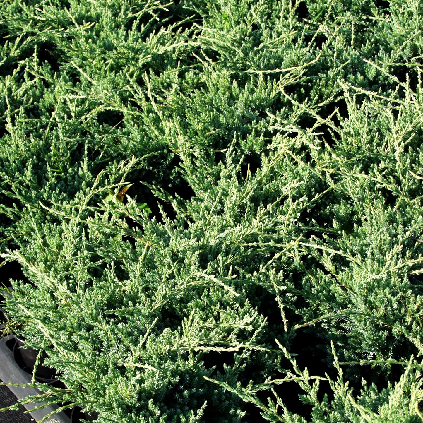 Kriech-Wacholder 'Holger' (Juniperus squamata)