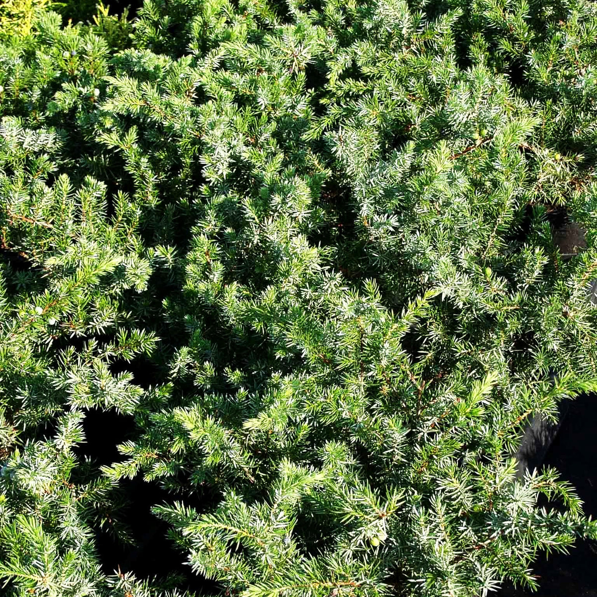 Kriech-Wacholder 'Slager' (Juniperus conferta)